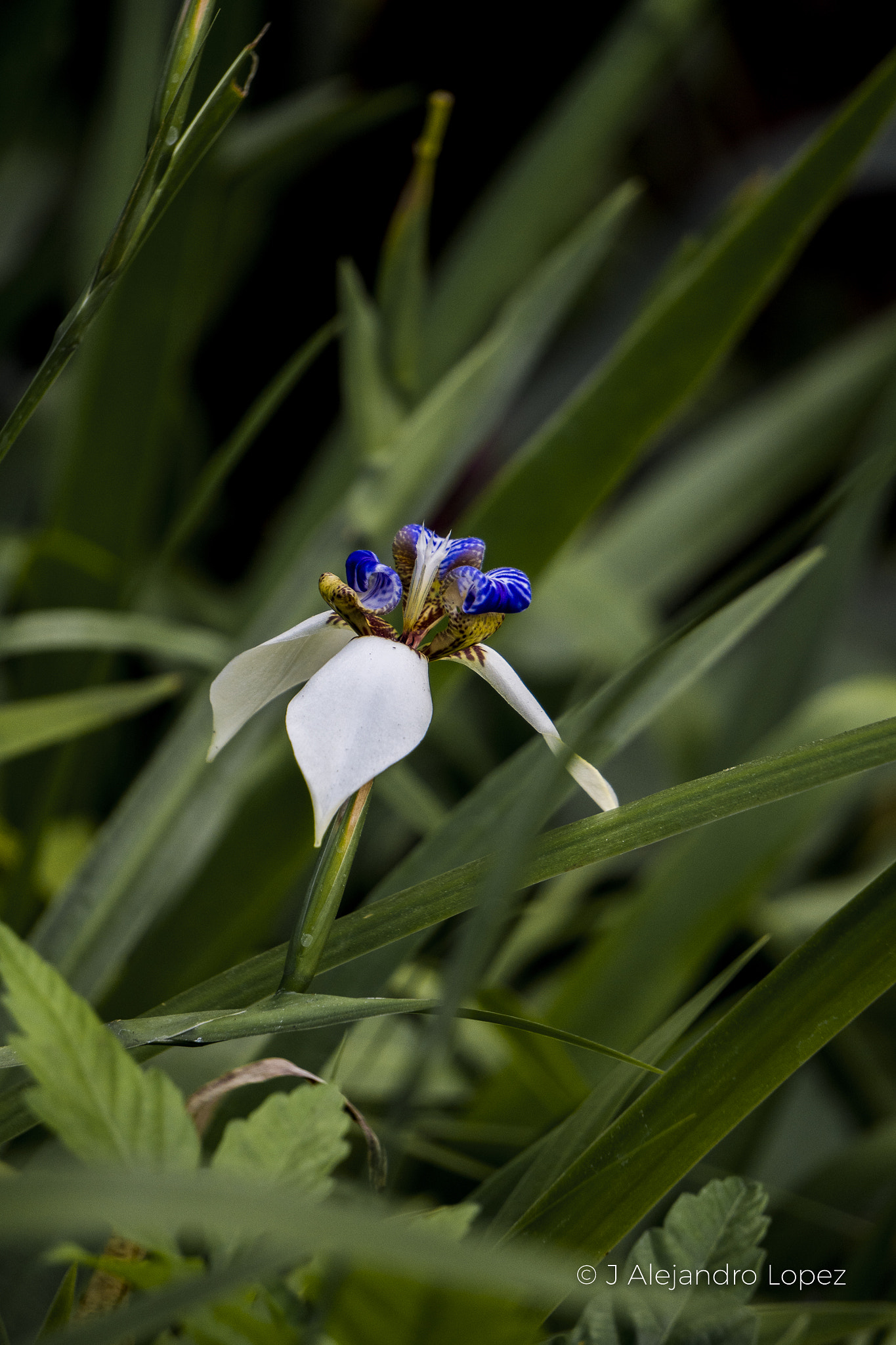 Sony a6300 + Sony E 55-210mm F4.5-6.3 OSS sample photo. Bells natural 2-3 photography