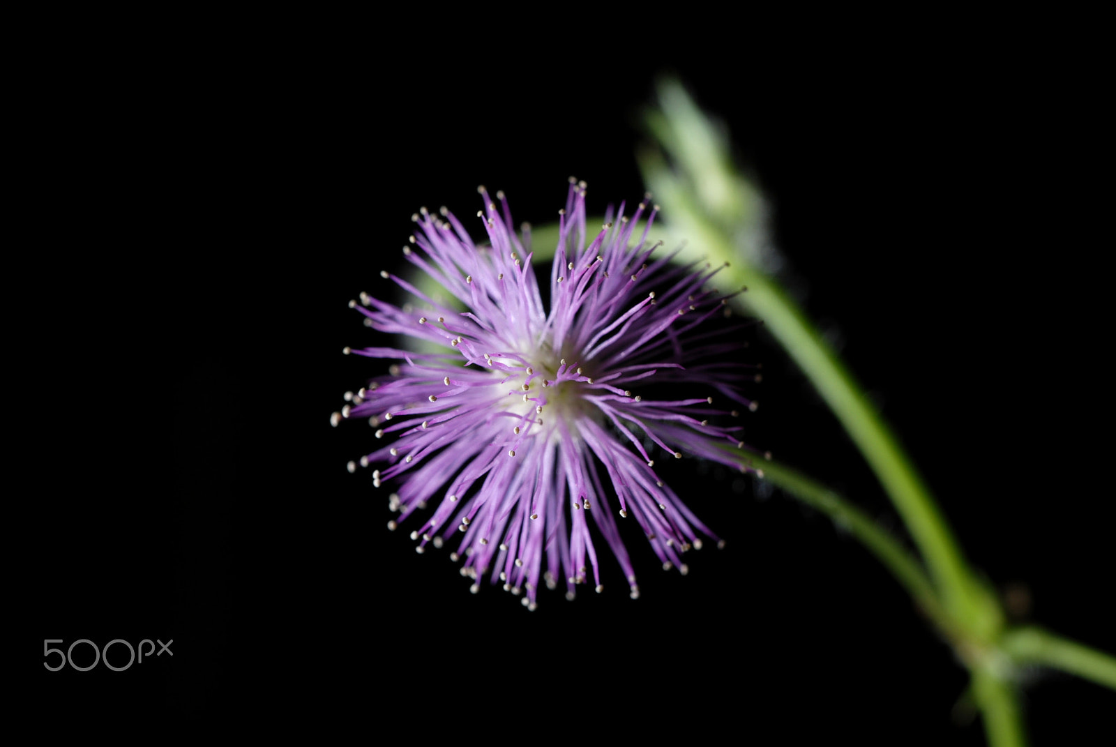 Nikon D80 sample photo. Flower of mimosa pudica photography