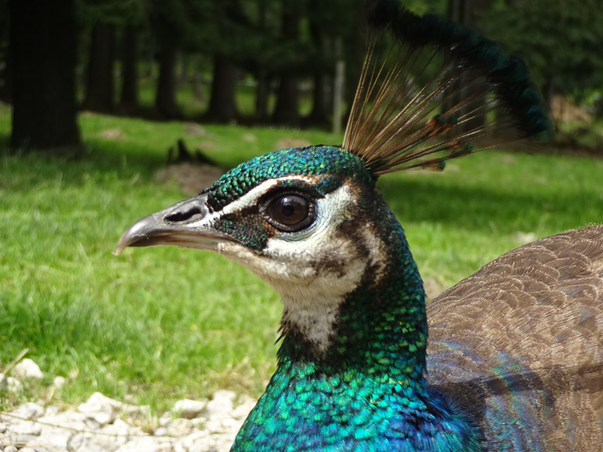 Sony Cyber-shot DSC-WX220 sample photo. Peacock photography
