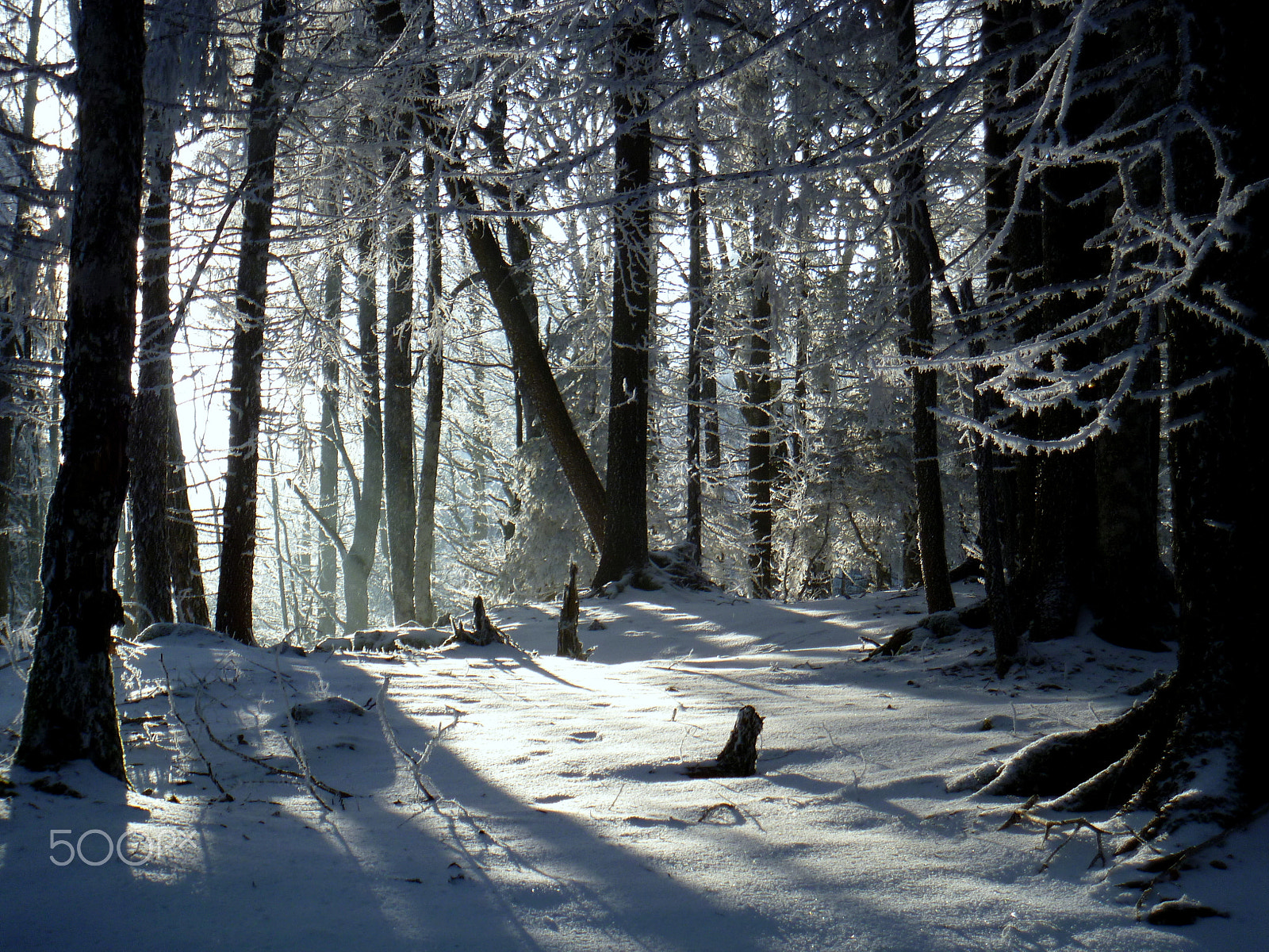Panasonic DMC-FP3 sample photo. Winter in the forest photography