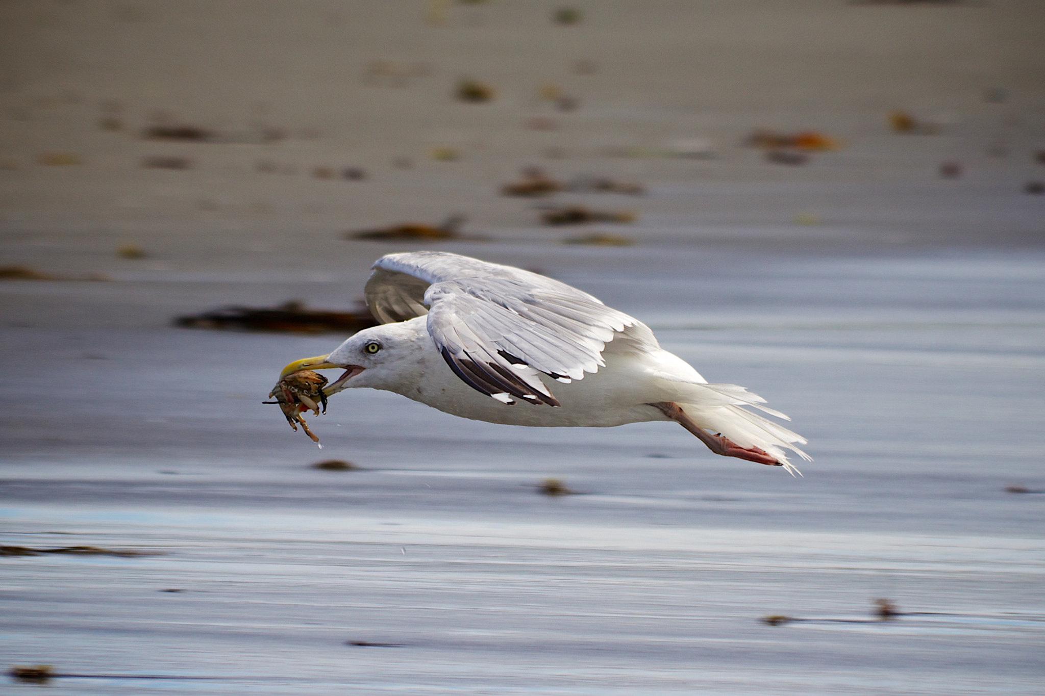 Canon EF 70-300mm F4-5.6 IS USM sample photo. A very crabby day photography
