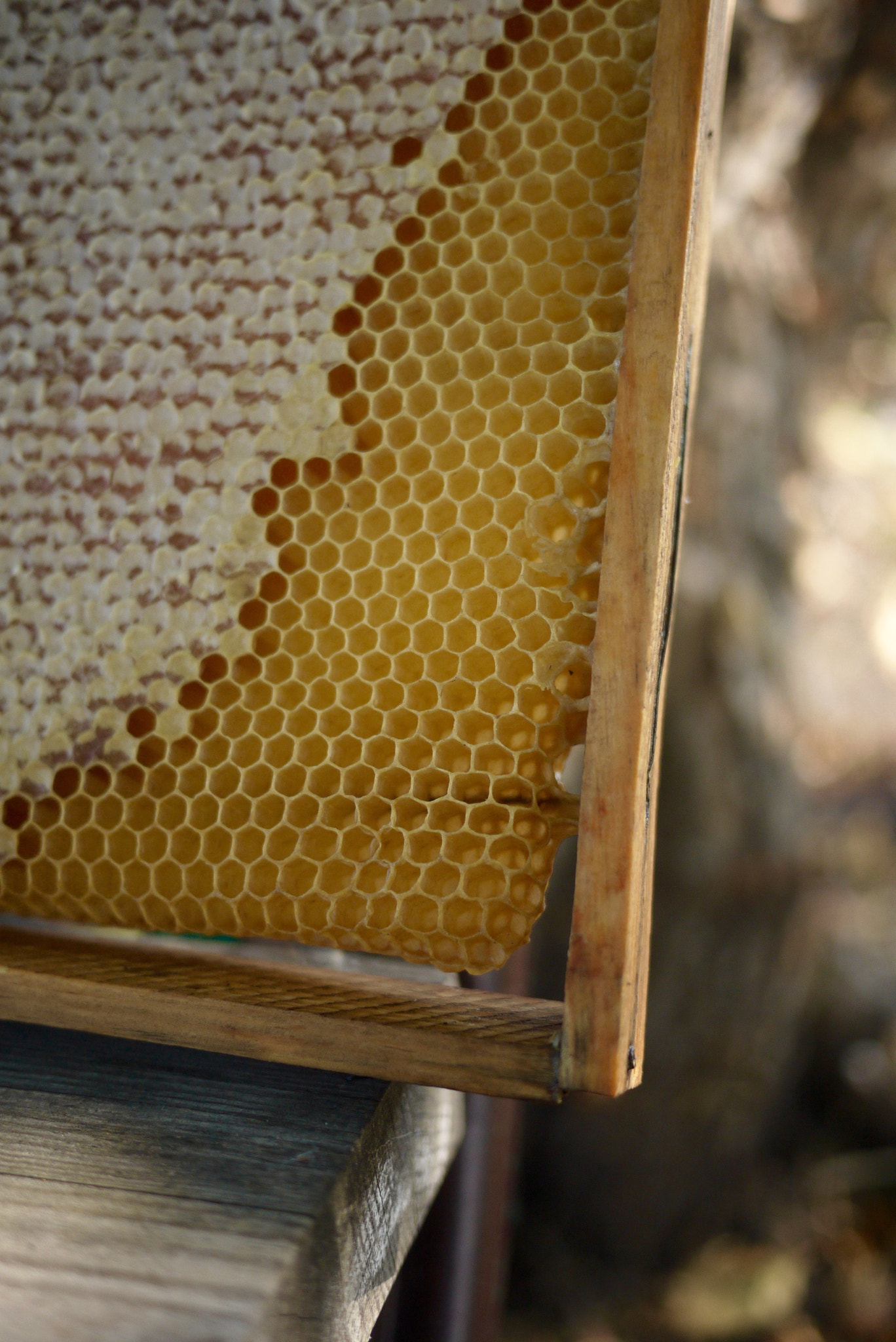 Panasonic Lumix DMC-G2 sample photo. Fresh honey in the comb photography