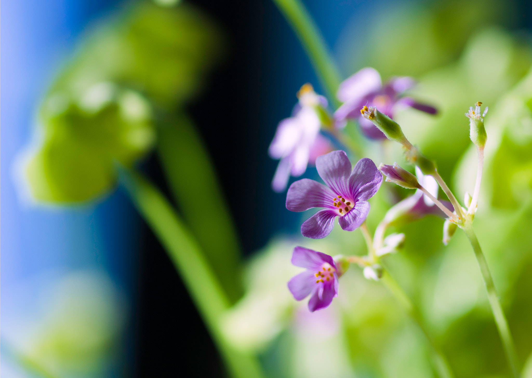 Pentax smc D-FA 100mm F2.8 Macro WR sample photo