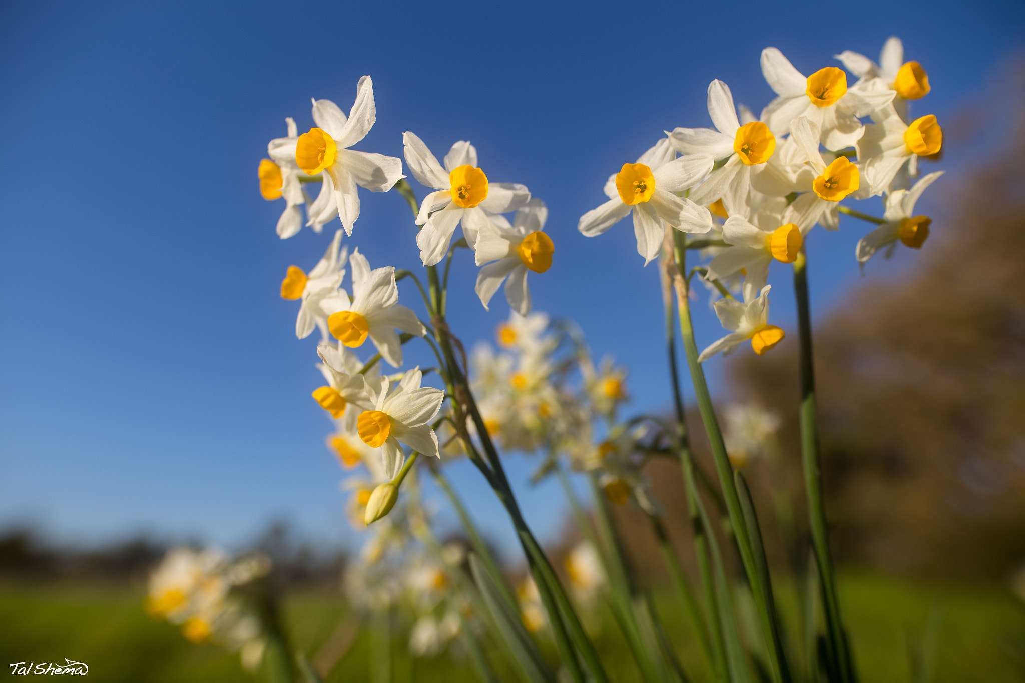 Canon EOS 6D + Sigma 20mm F1.4 DG HSM Art sample photo. Daffodil photography