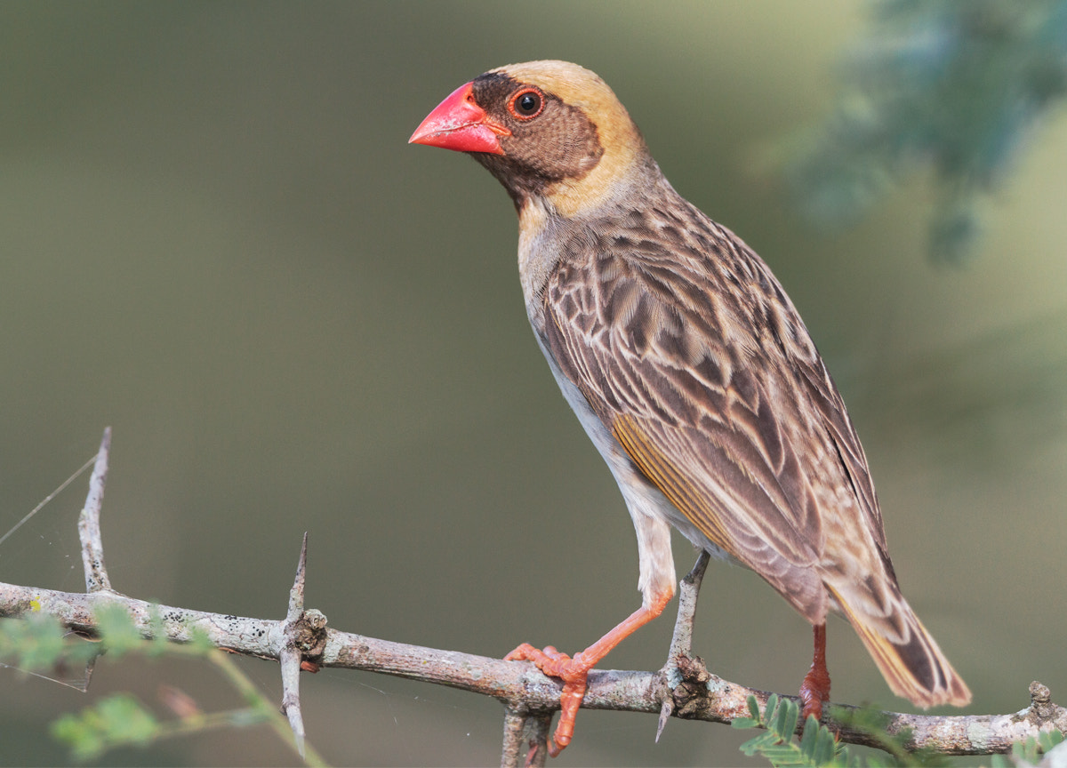 Canon EF 300mm F2.8L IS II USM sample photo. Rbqueleamale photography
