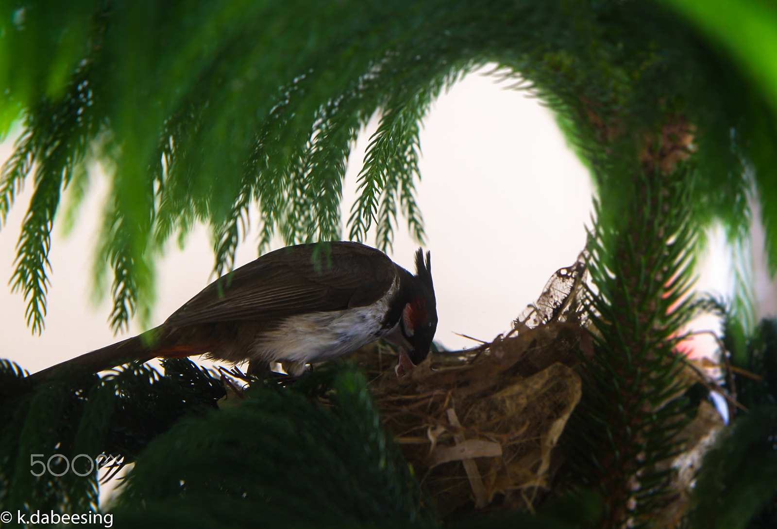 Canon EOS 1000D (EOS Digital Rebel XS / EOS Kiss F) + Canon EF-S 17-55mm F2.8 IS USM sample photo. A mother bird feeding its baby photography