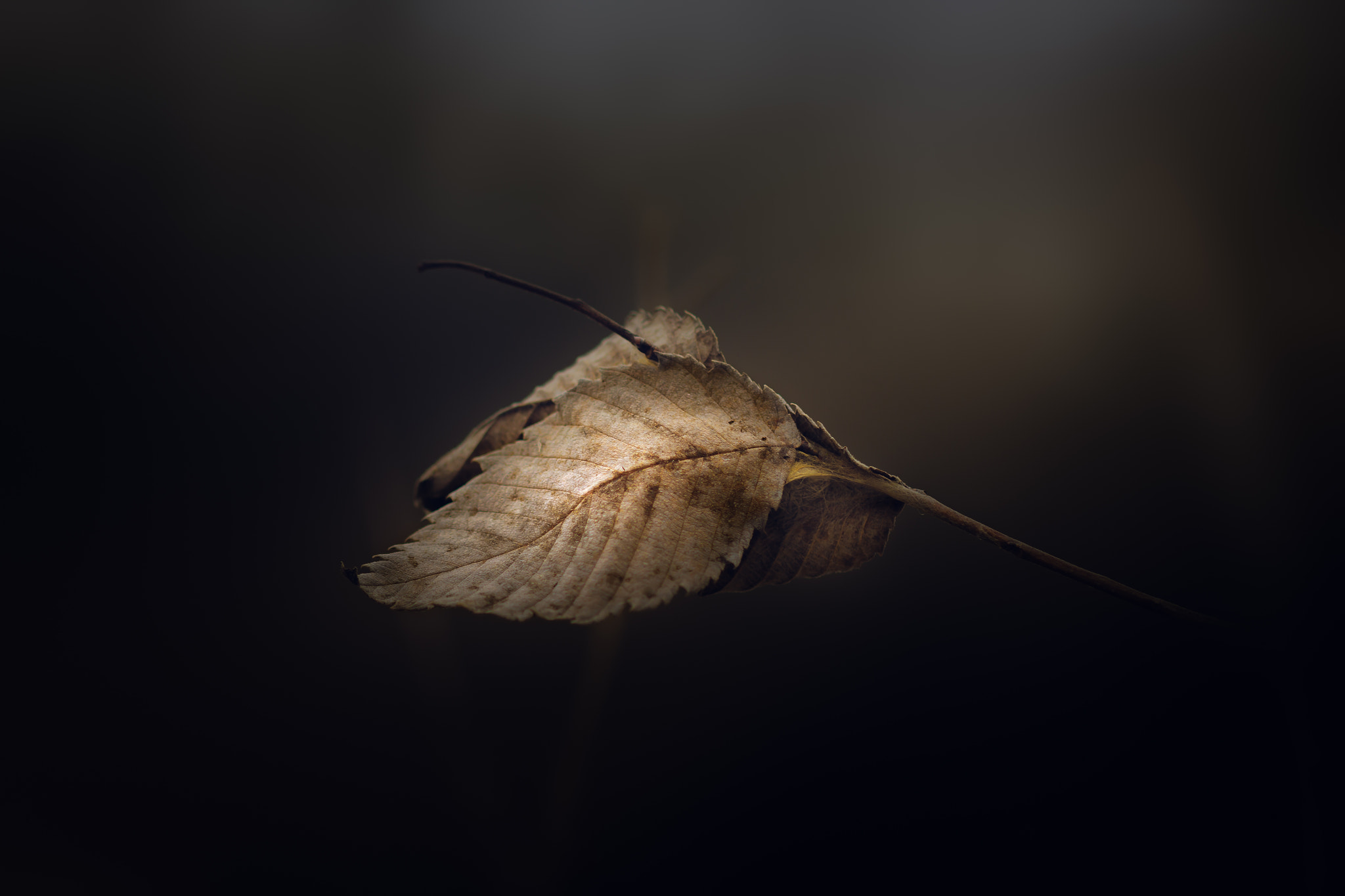 Canon EF 100mm F2.8 Macro USM sample photo. Even when you drain me, i stick by you photography