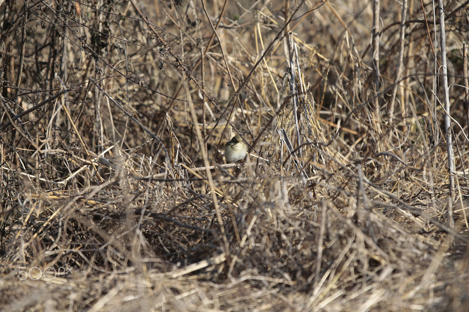 Canon EOS-1D X sample photo. Birds photography