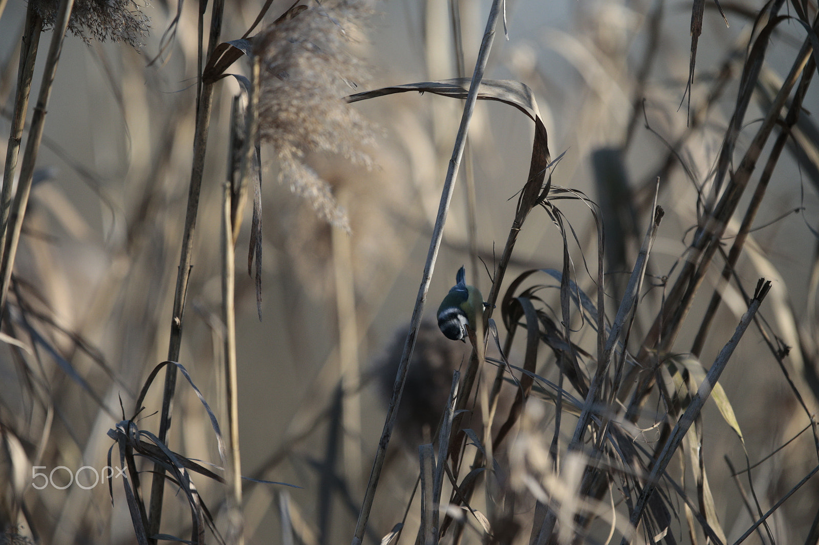 Canon EF 300mm F2.8L IS USM sample photo. Birds photography
