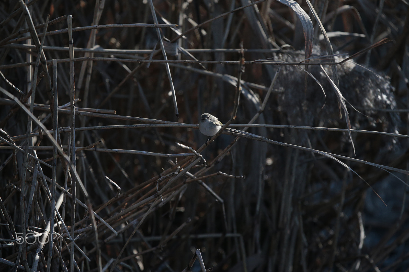 Canon EF 300mm F2.8L IS USM sample photo. Birds photography