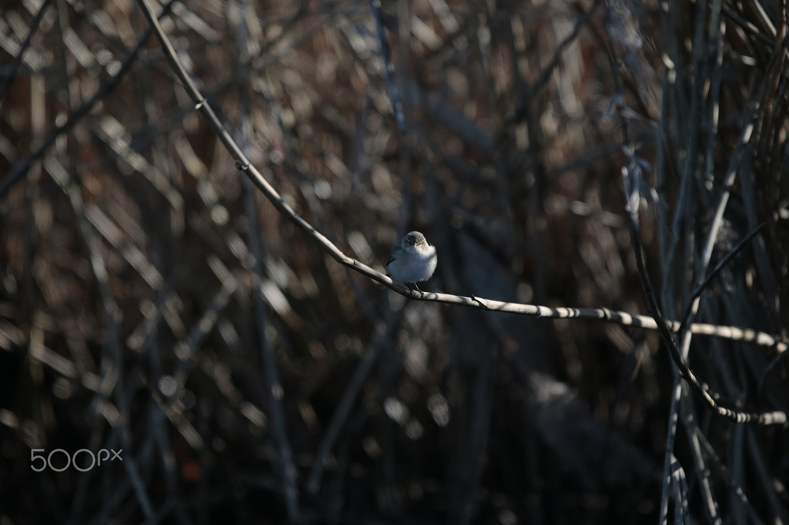 Canon EF 300mm F2.8L IS USM sample photo. Birds photography