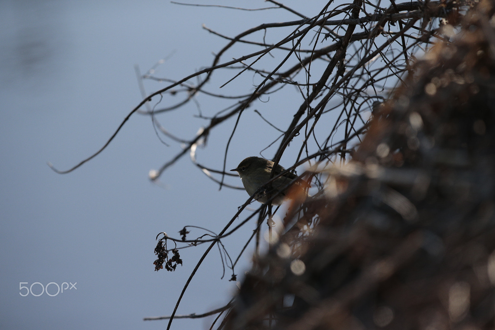 Canon EOS-1D X + Canon EF 300mm F2.8L IS USM sample photo. Birds photography
