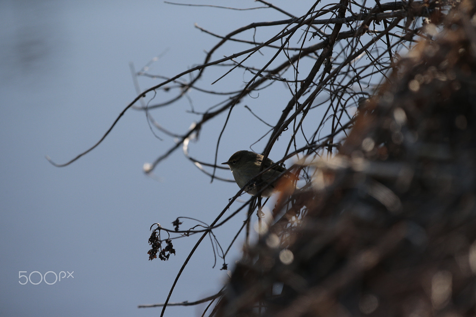 Canon EF 300mm F2.8L IS USM sample photo. Birds photography