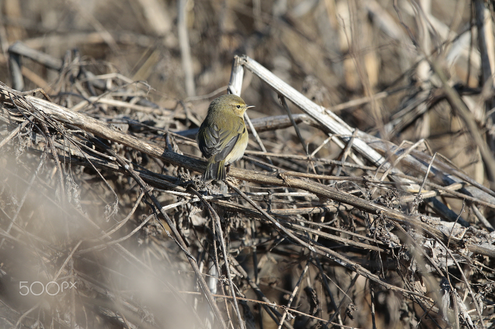 Canon EF 300mm F2.8L IS USM sample photo. Birds photography