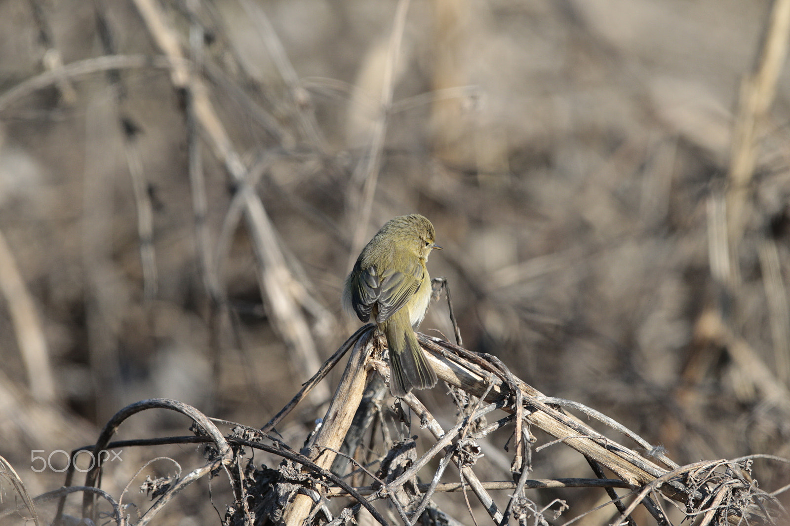 Canon EOS-1D X sample photo. Birds photography