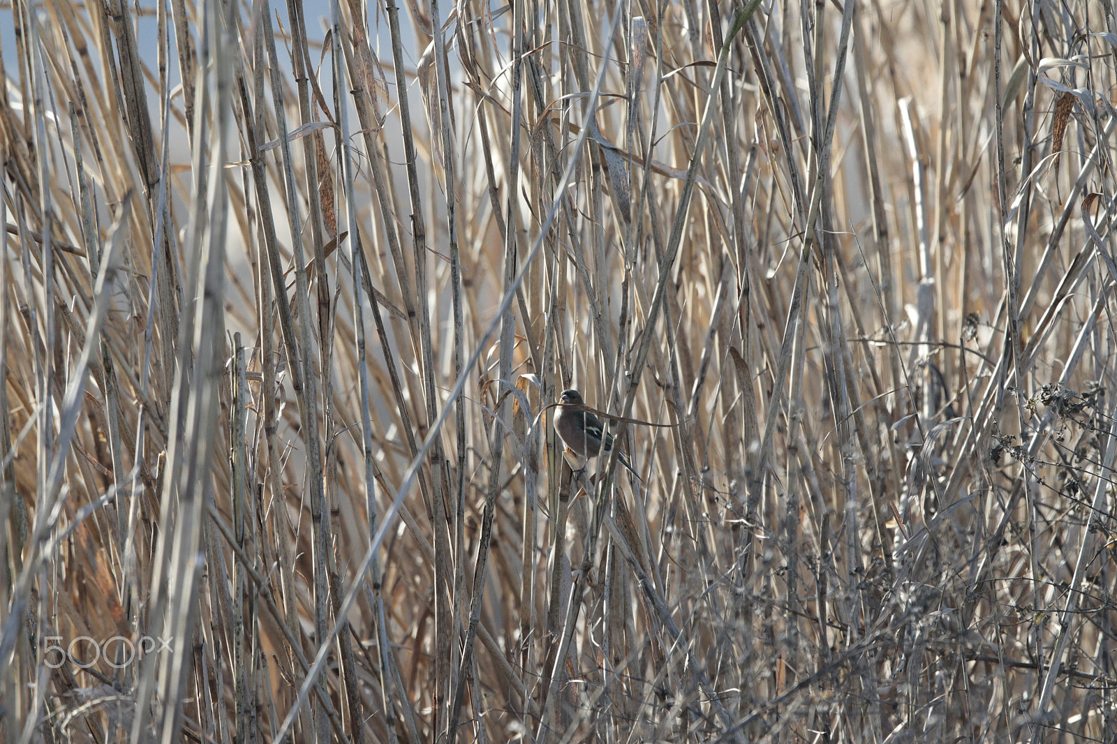 Canon EOS-1D X sample photo. Birds photography