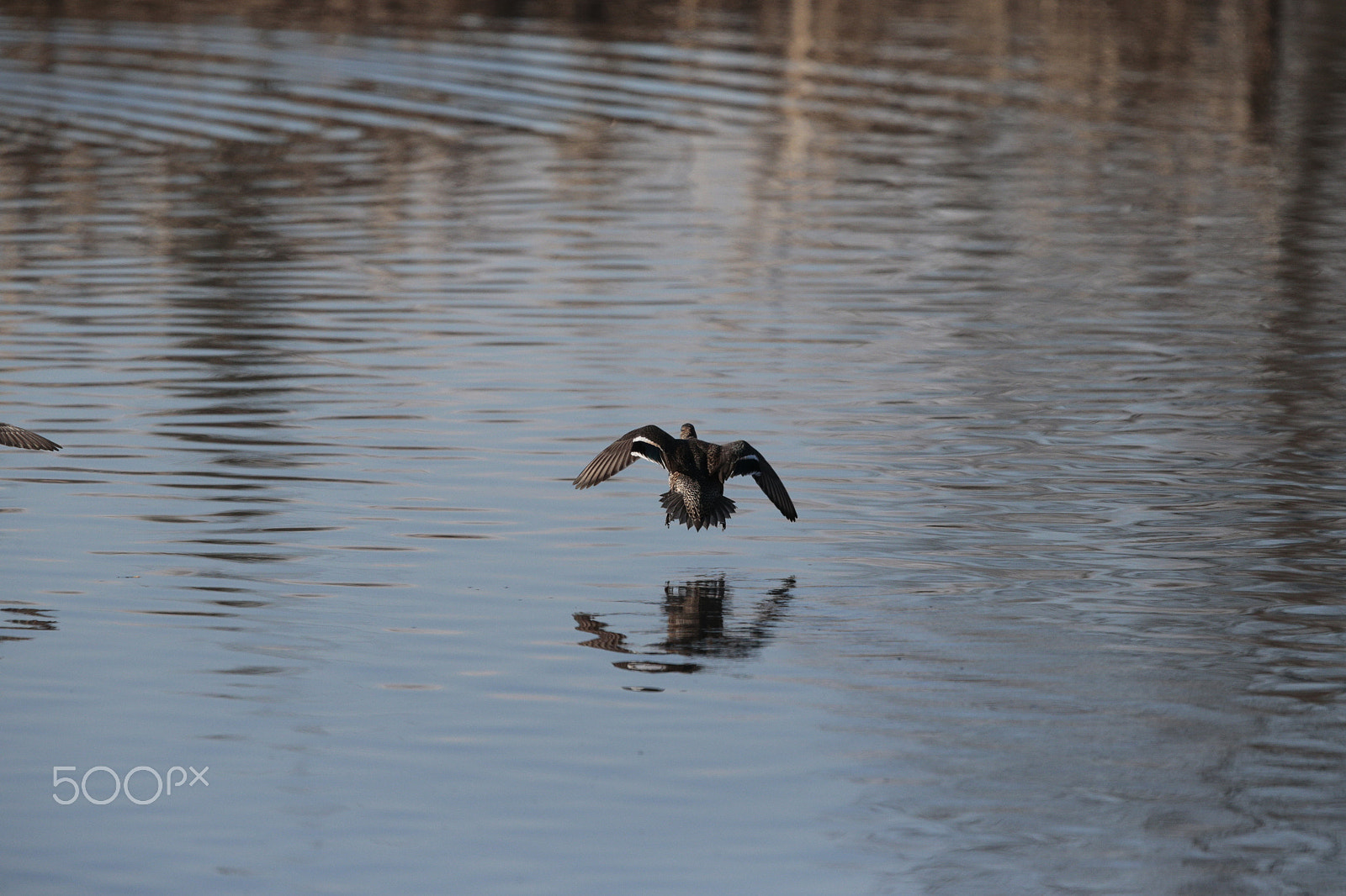 Canon EOS-1D X sample photo. Birds photography