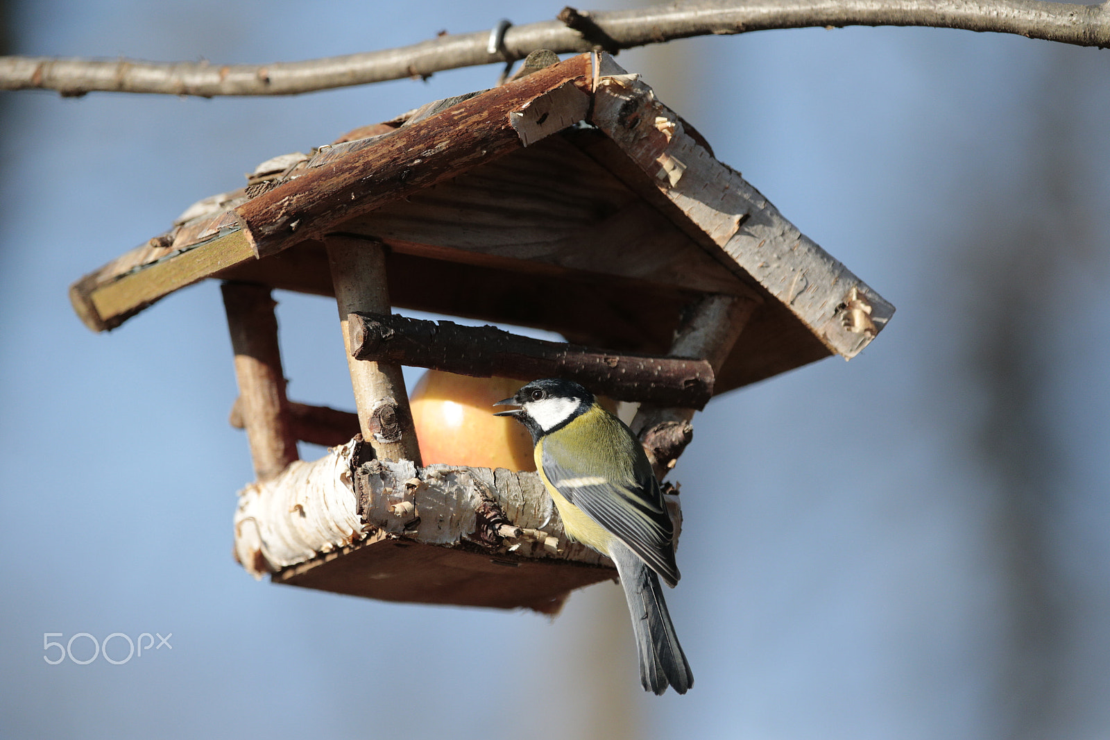 Canon EF 300mm F2.8L IS USM sample photo. Birds photography