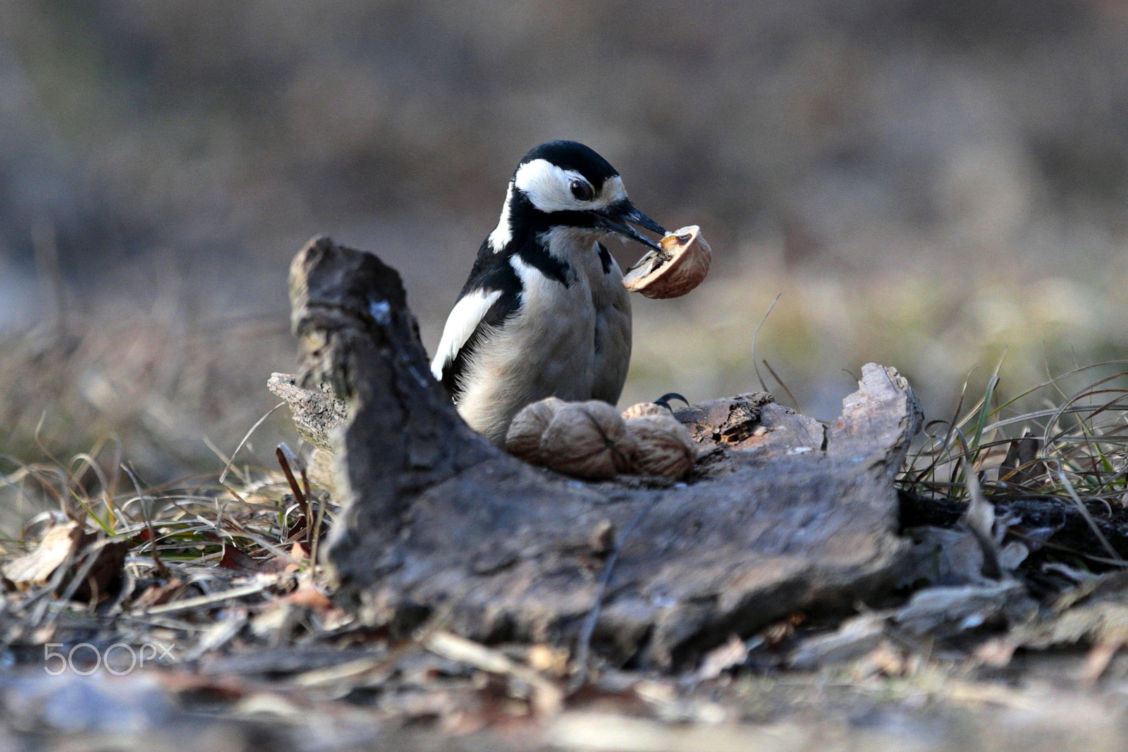 Canon EOS-1D X sample photo. Birds photography