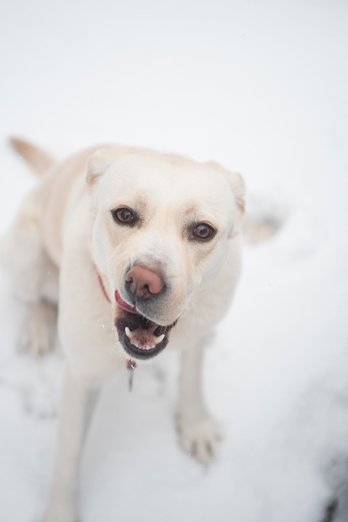 Nikon D750 + AF Zoom-Nikkor 35-70mm f/2.8D sample photo. Lab on snow photography