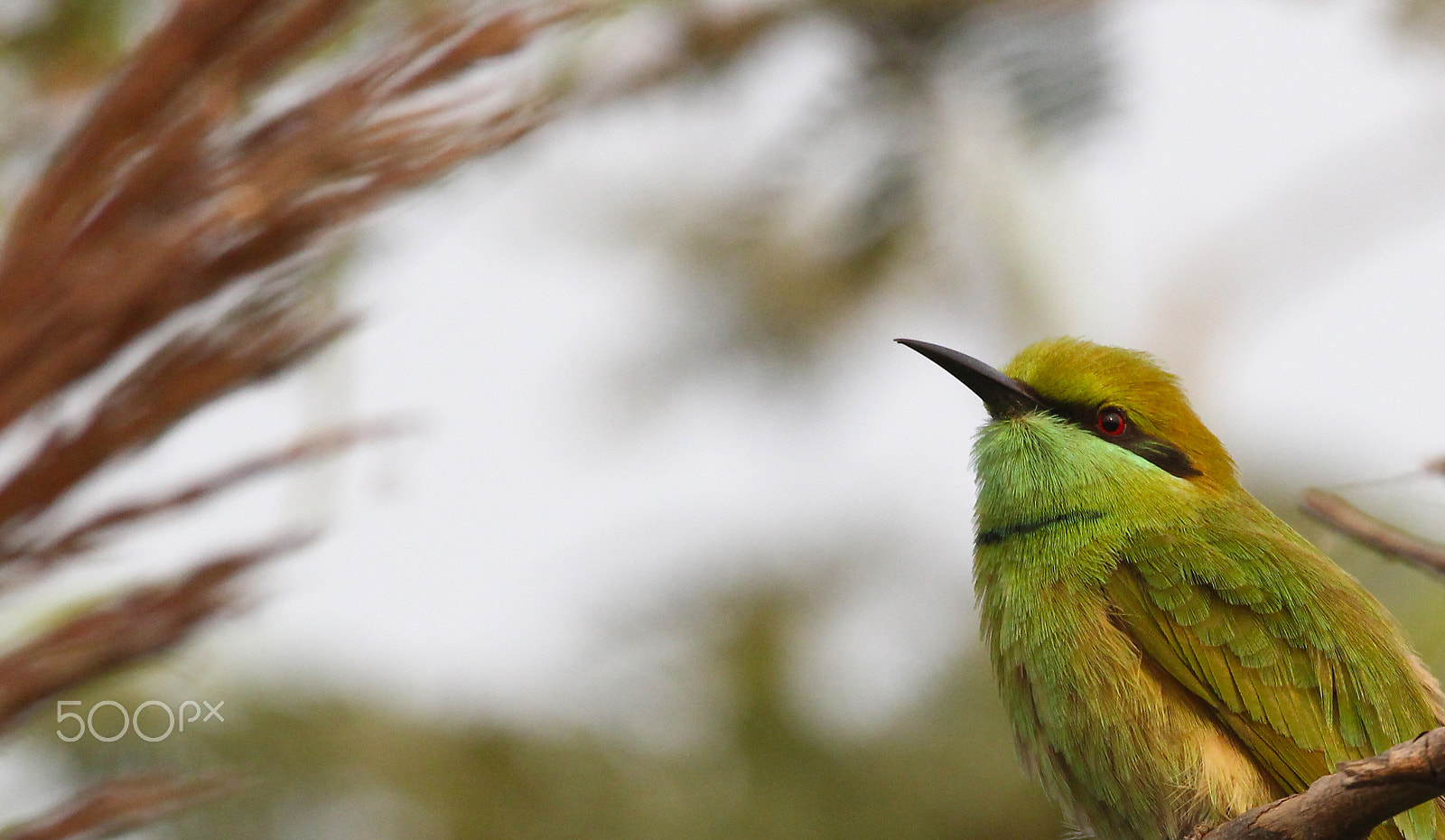 Sigma 150-600mm F5-6.3 DG OS HSM | C sample photo. Colors photography