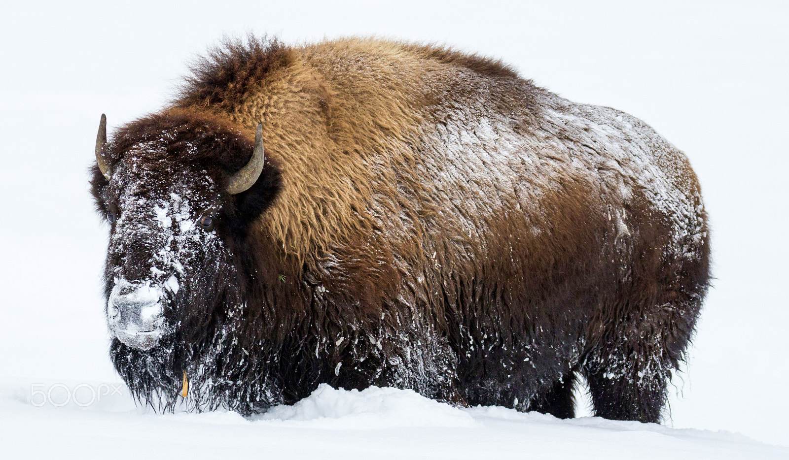Canon EOS 60D + Canon EF 100-400mm F4.5-5.6L IS II USM sample photo. Bison in winter photography
