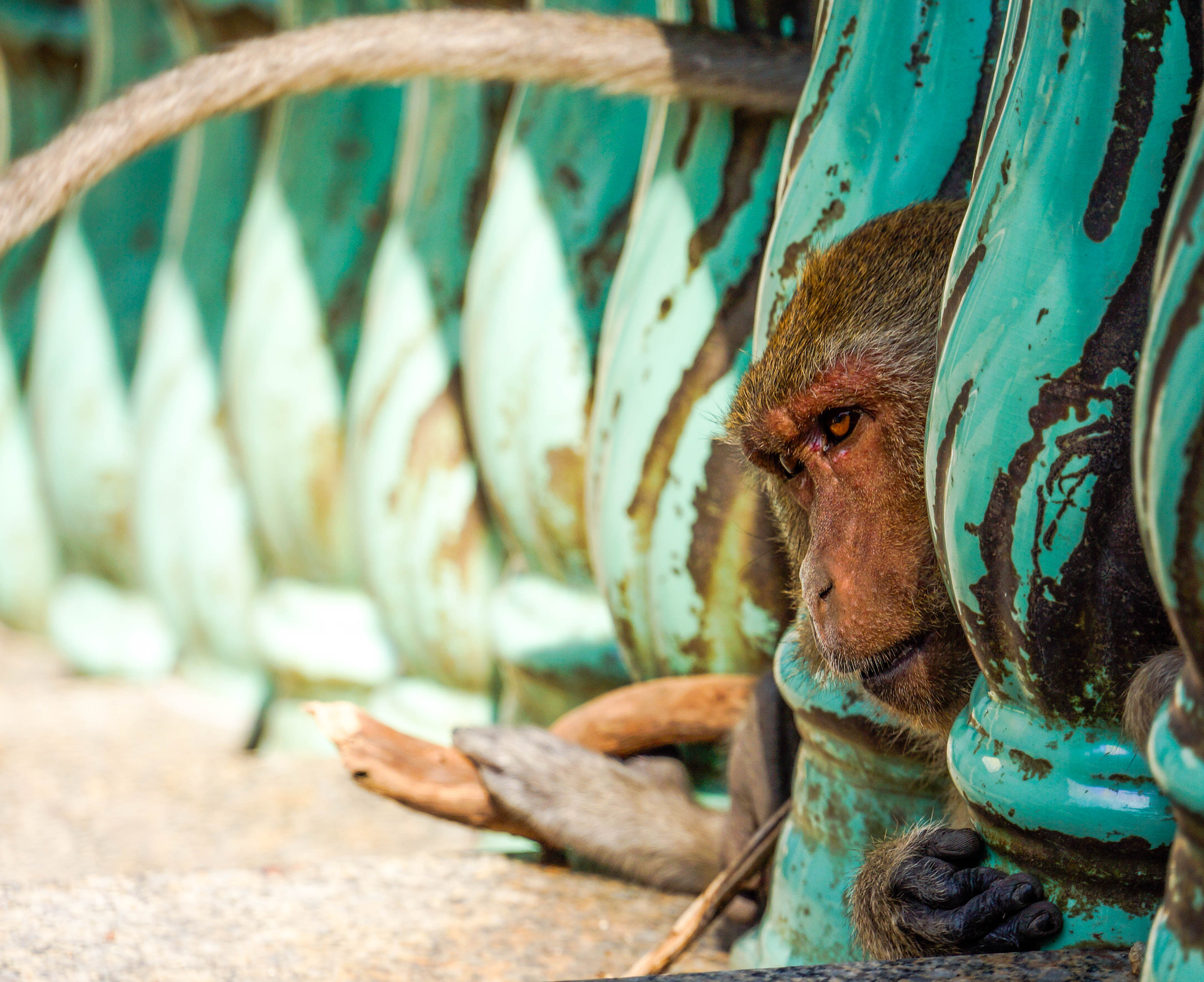 Sony E 18-200mm F3.5-6.3 OSS sample photo. Peeking monkey. photography