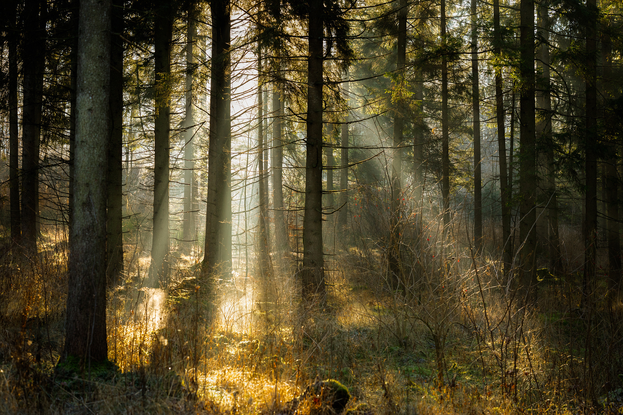 ZEISS Otus 85mm F1.4 sample photo. Morning view photography