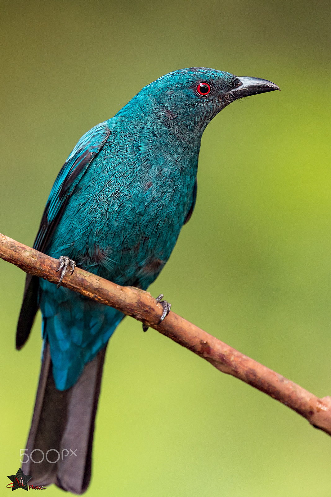 Nikon AF-S Nikkor 600mm F4E FL ED VR sample photo. Fairy bluebird female photography