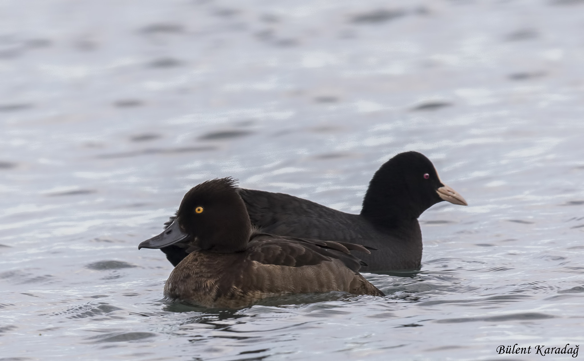 Canon EF 600mm F4L IS II USM sample photo. 1.jpg photography