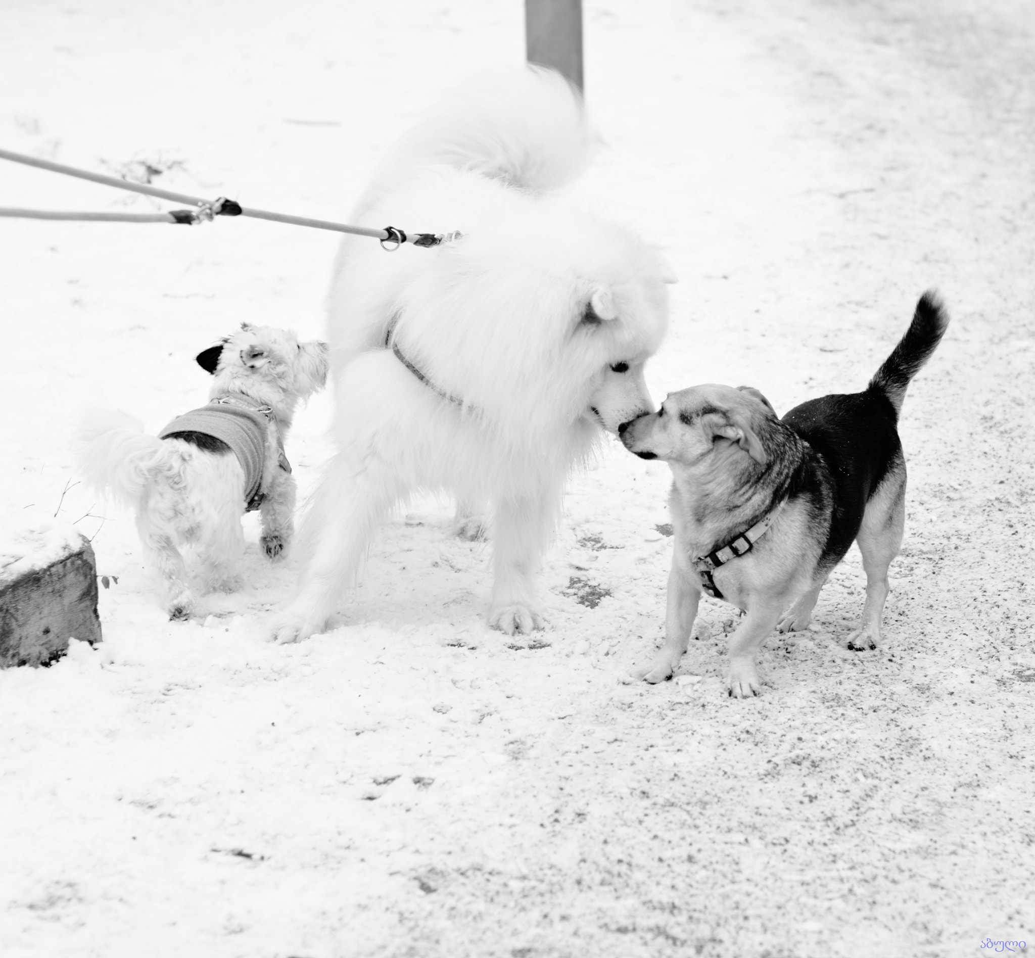 Nikon D5200 + Nikon AF-S Nikkor 50mm F1.4G sample photo. Dogs ... ძაღლების სამაია photography