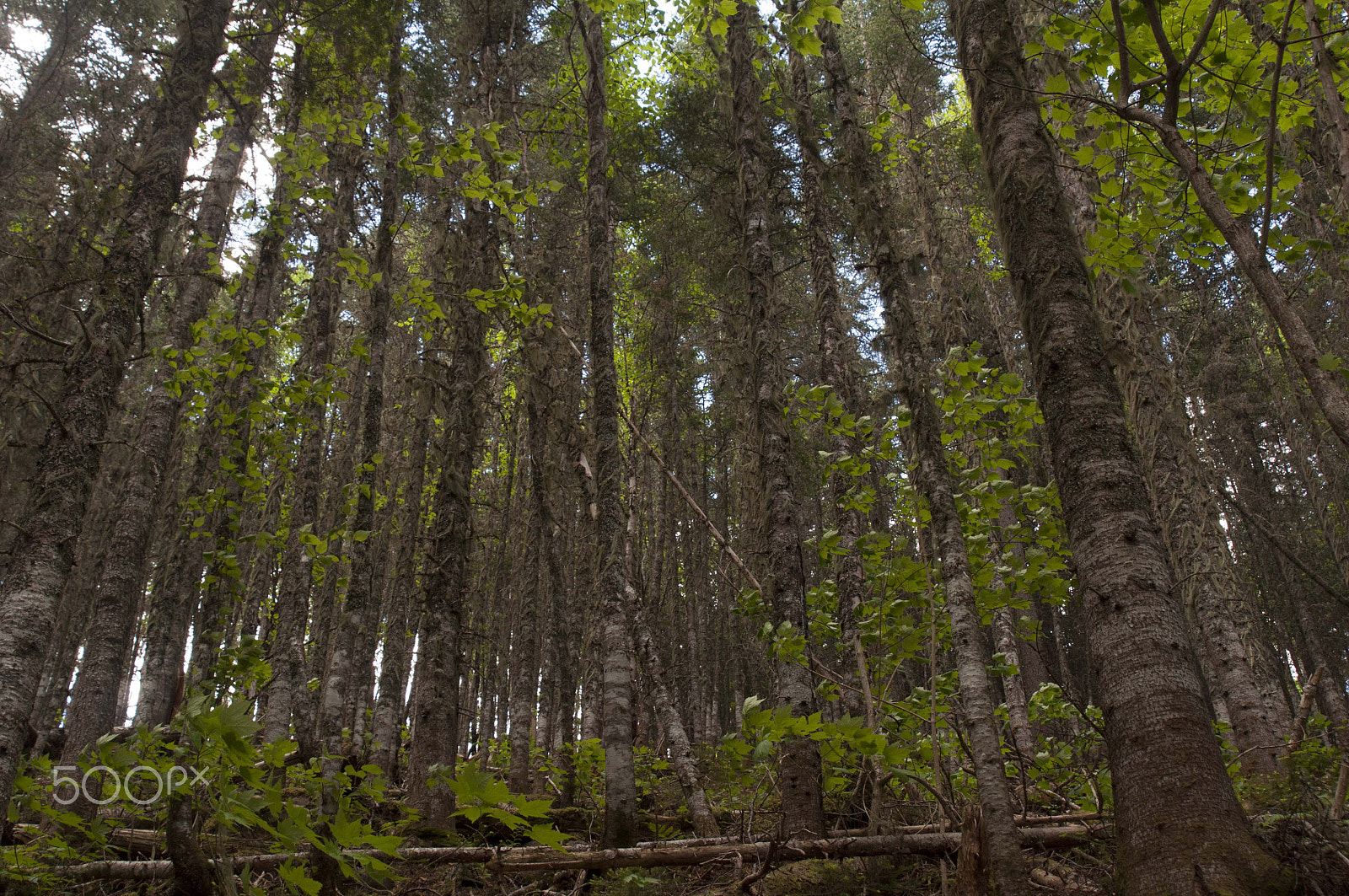 AF Zoom-Nikkor 24-120mm f/3.5-5.6D IF sample photo. Arbres 9 photography