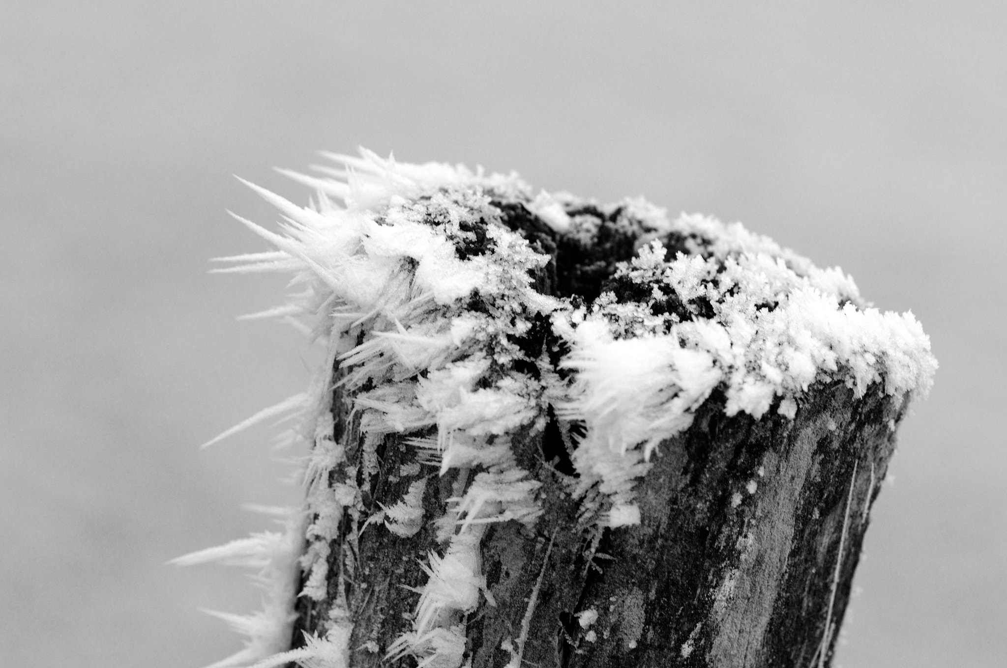 Nikon AF-S Micro-Nikkor 105mm F2.8G IF-ED VR sample photo. Le vent, le froid et le brouillard photography
