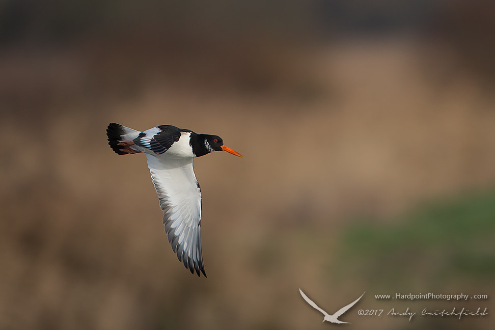 Canon EF 500mm F4L IS USM sample photo. Oyster catcher photography