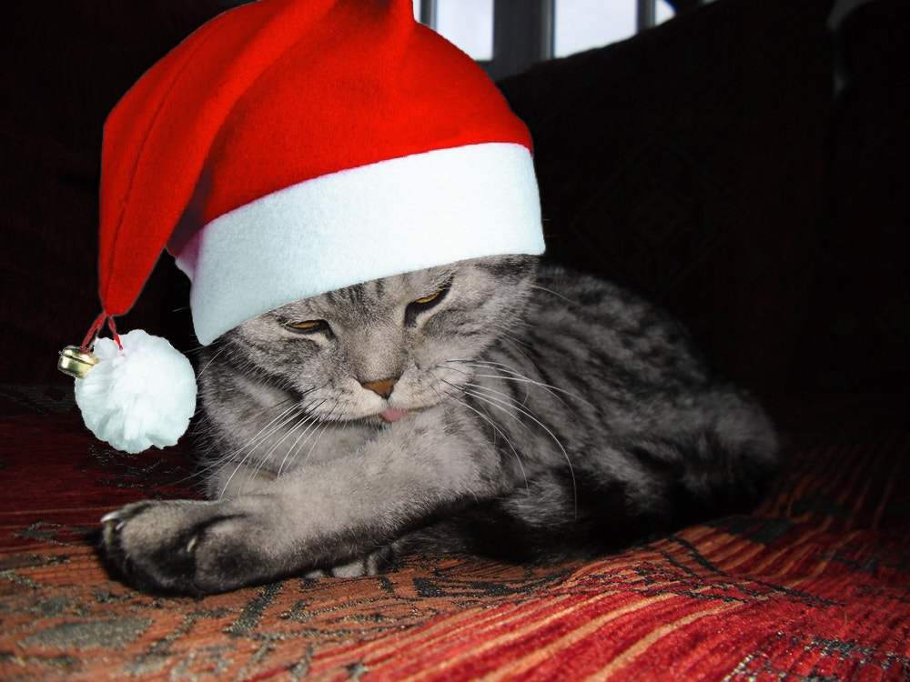 CASIO EX-Z350 sample photo. Santa claus cat photography