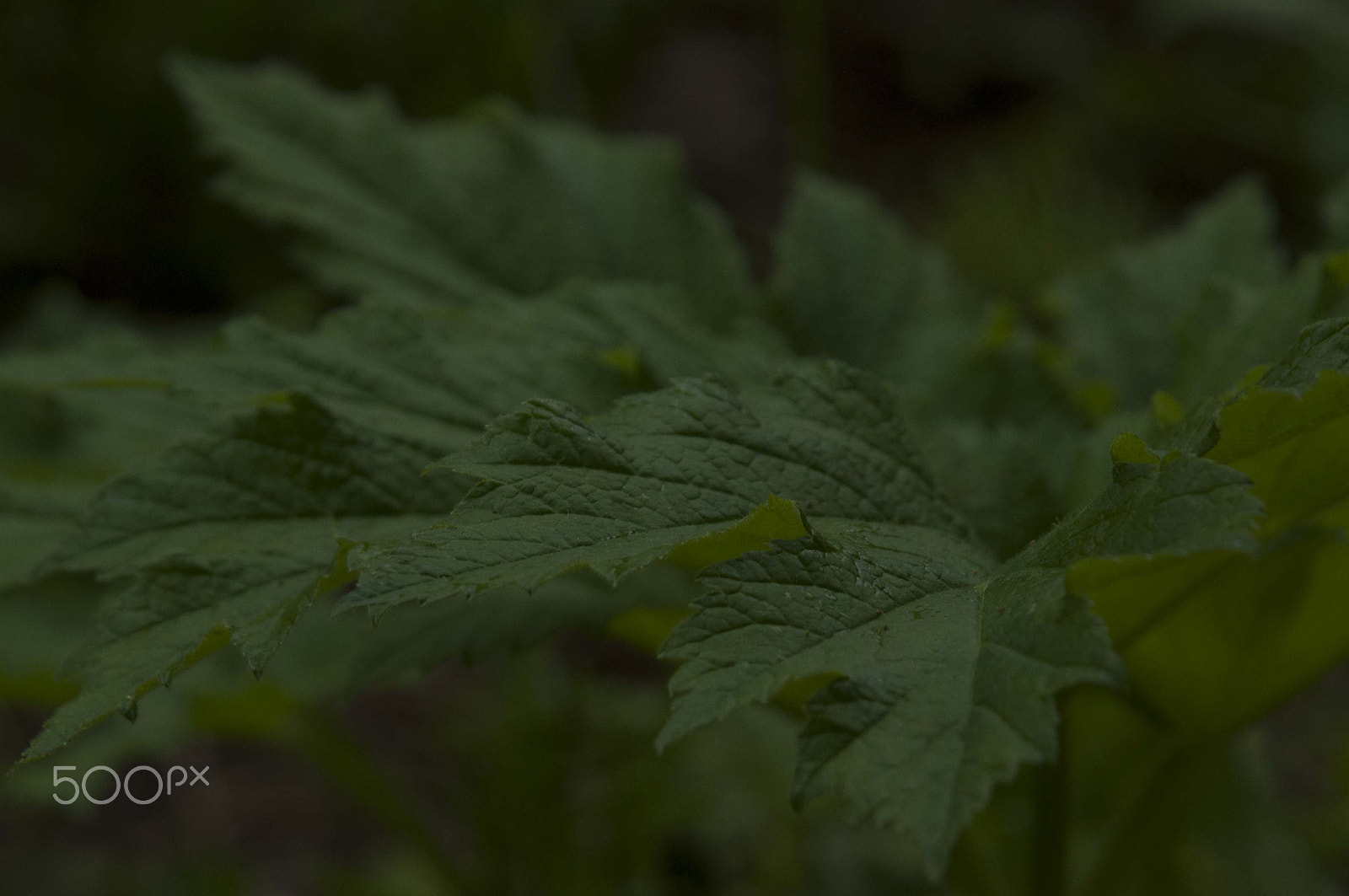AF Zoom-Nikkor 24-120mm f/3.5-5.6D IF sample photo. Arbres 8 photography