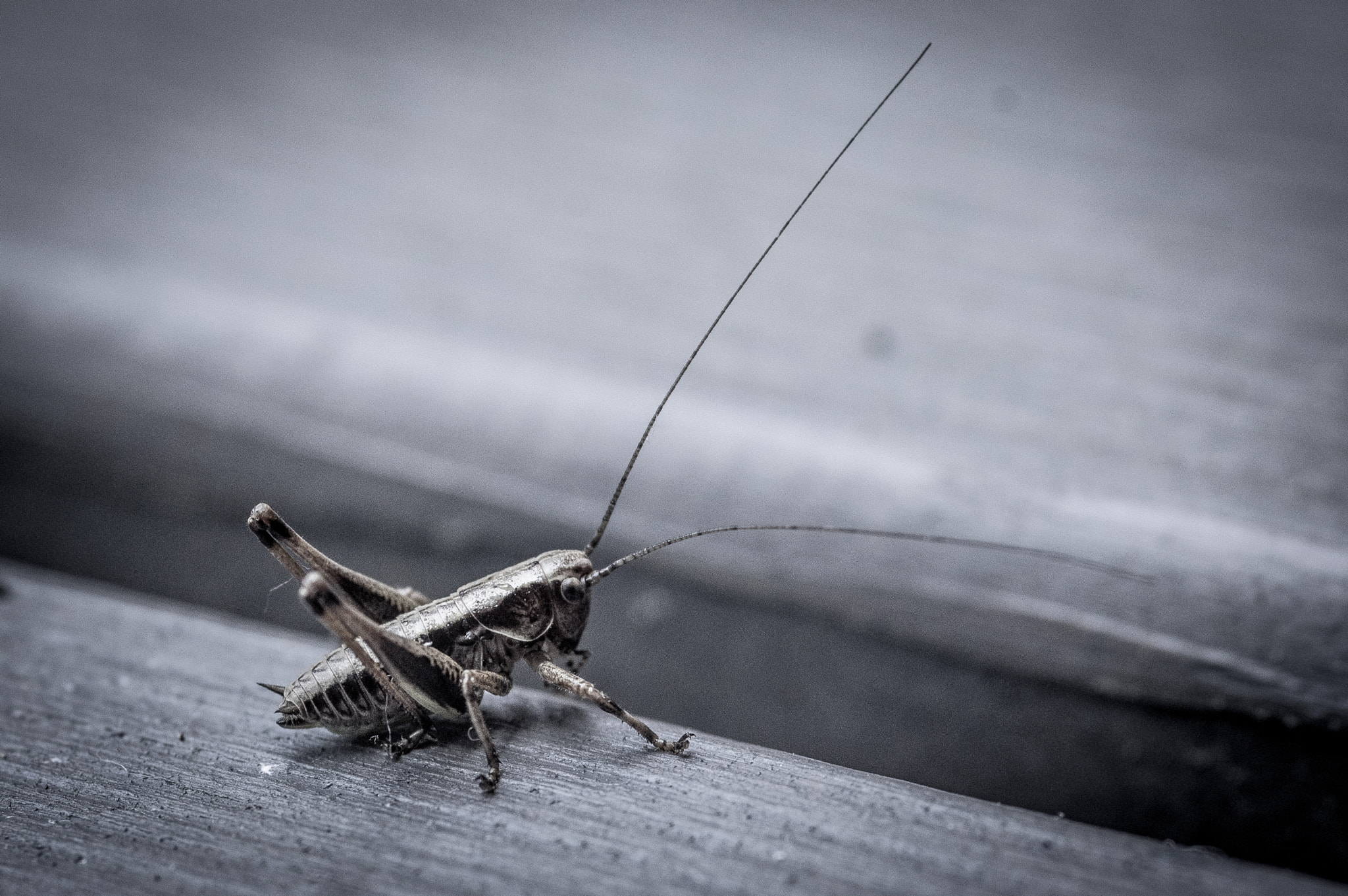 Pentax K-3 sample photo. Grasshopper photography