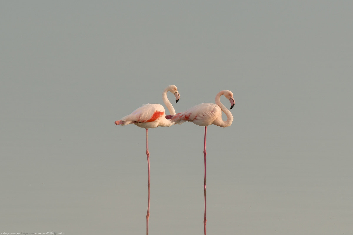 Sony a99 II sample photo. A pair of flamingo photography