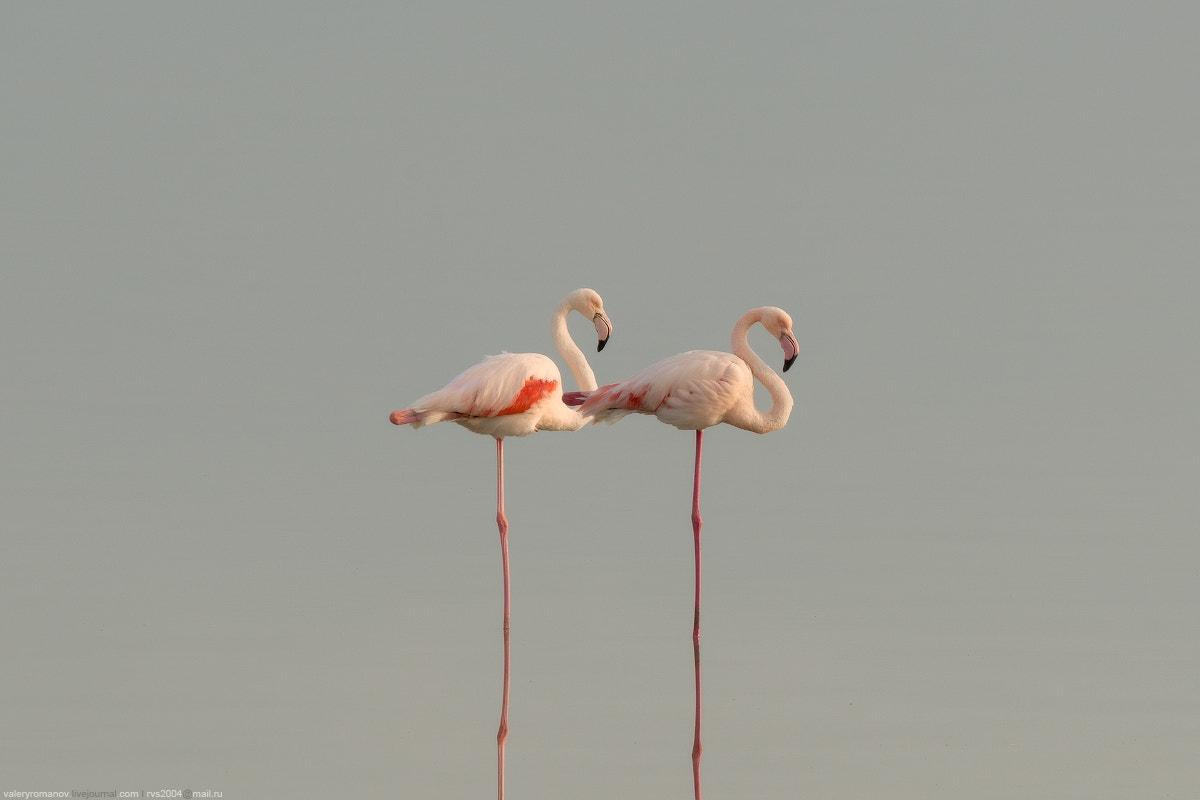 Tamron SP 150-600mm F5-6.3 Di VC USD sample photo. A pair of flamingo photography