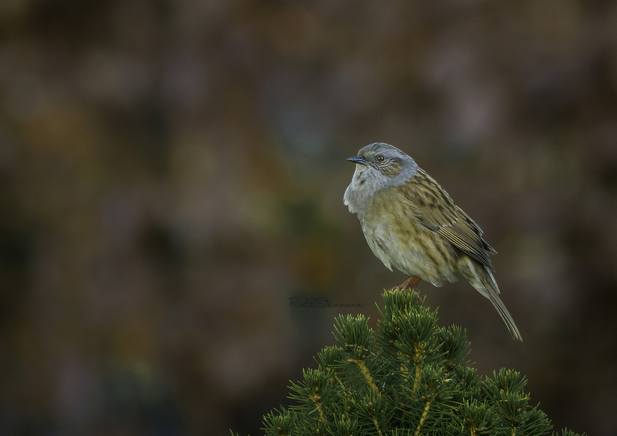 Olympus OM-D E-M10 sample photo. Singing out loud photography