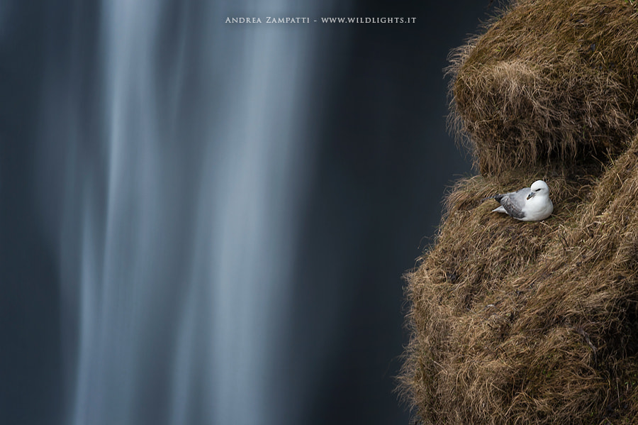 AF-S Zoom-Nikkor 80-200mm f/2.8D IF-ED sample photo. Arctic fulmar photography