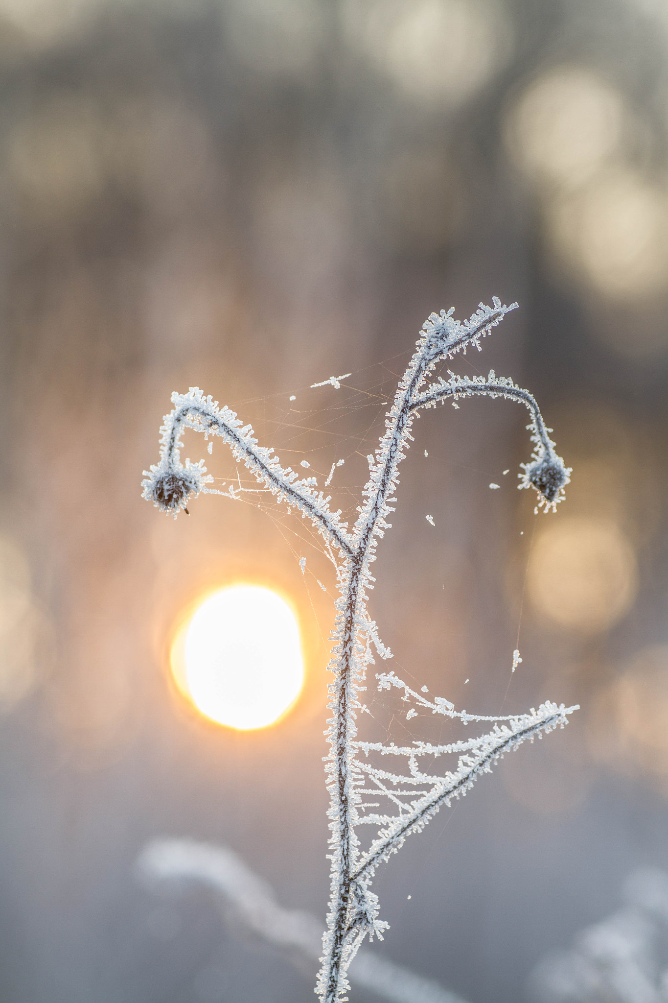 Canon EOS 7D + Tamron SP AF 90mm F2.8 Di Macro sample photo. Brrrrr photography