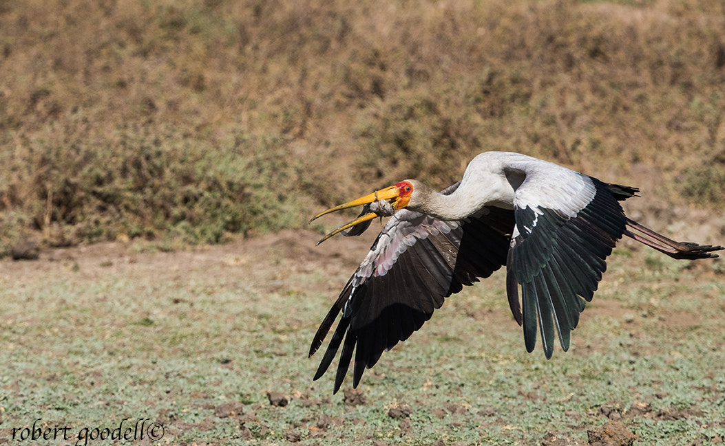 Nikon D810 + Nikon AF-S Nikkor 500mm F4G ED VR sample photo. Yellow-billed stork in flight with catfish photography