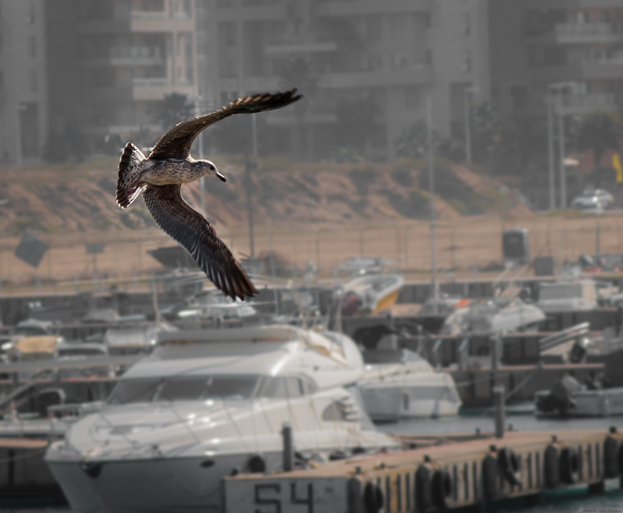 AF Zoom-Nikkor 75-300mm f/4.5-5.6 sample photo. Hunting photography