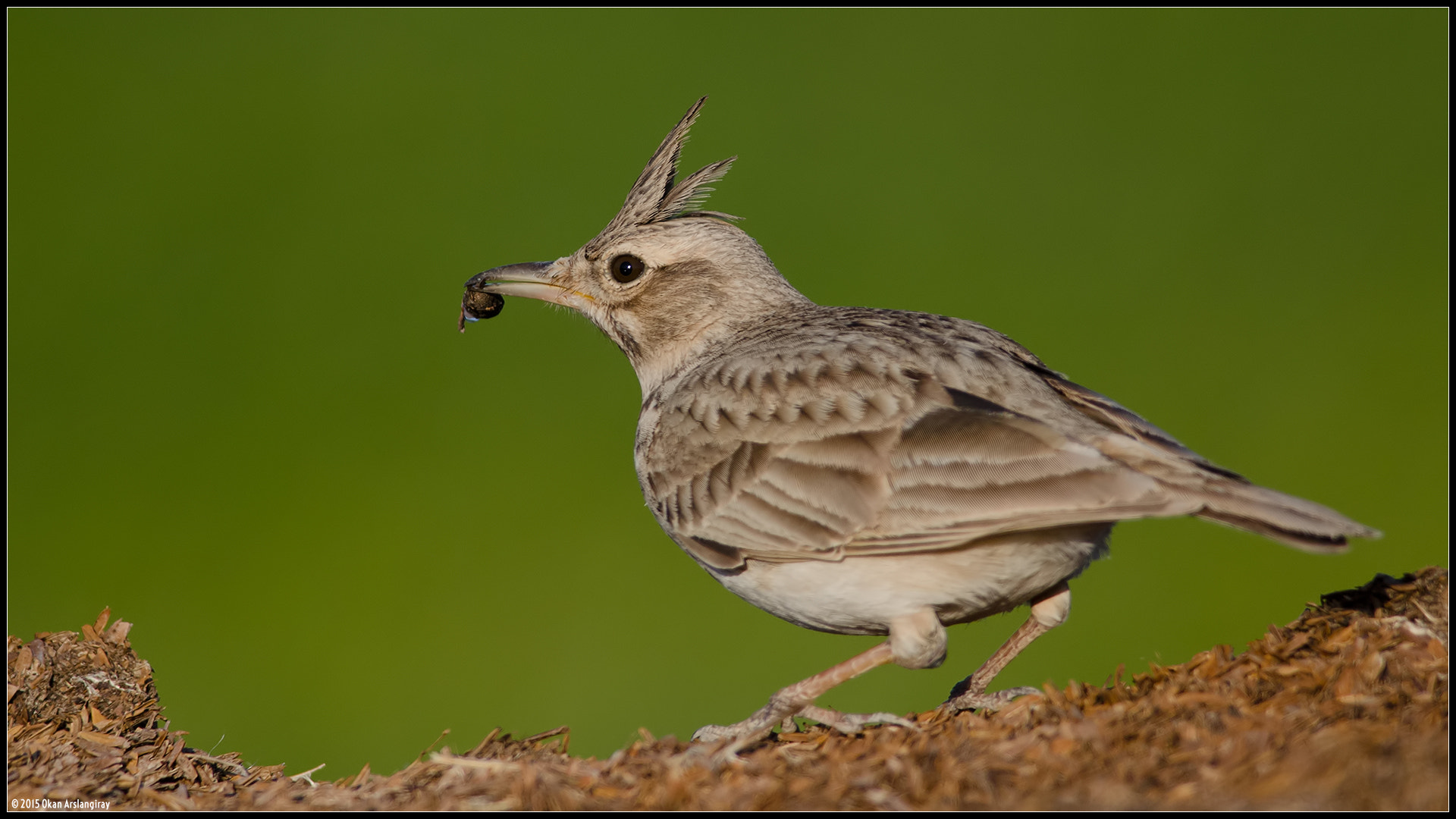 Nikon AF-S Nikkor 300mm F4D ED-IF sample photo. Crested lark, galerida cristata photography