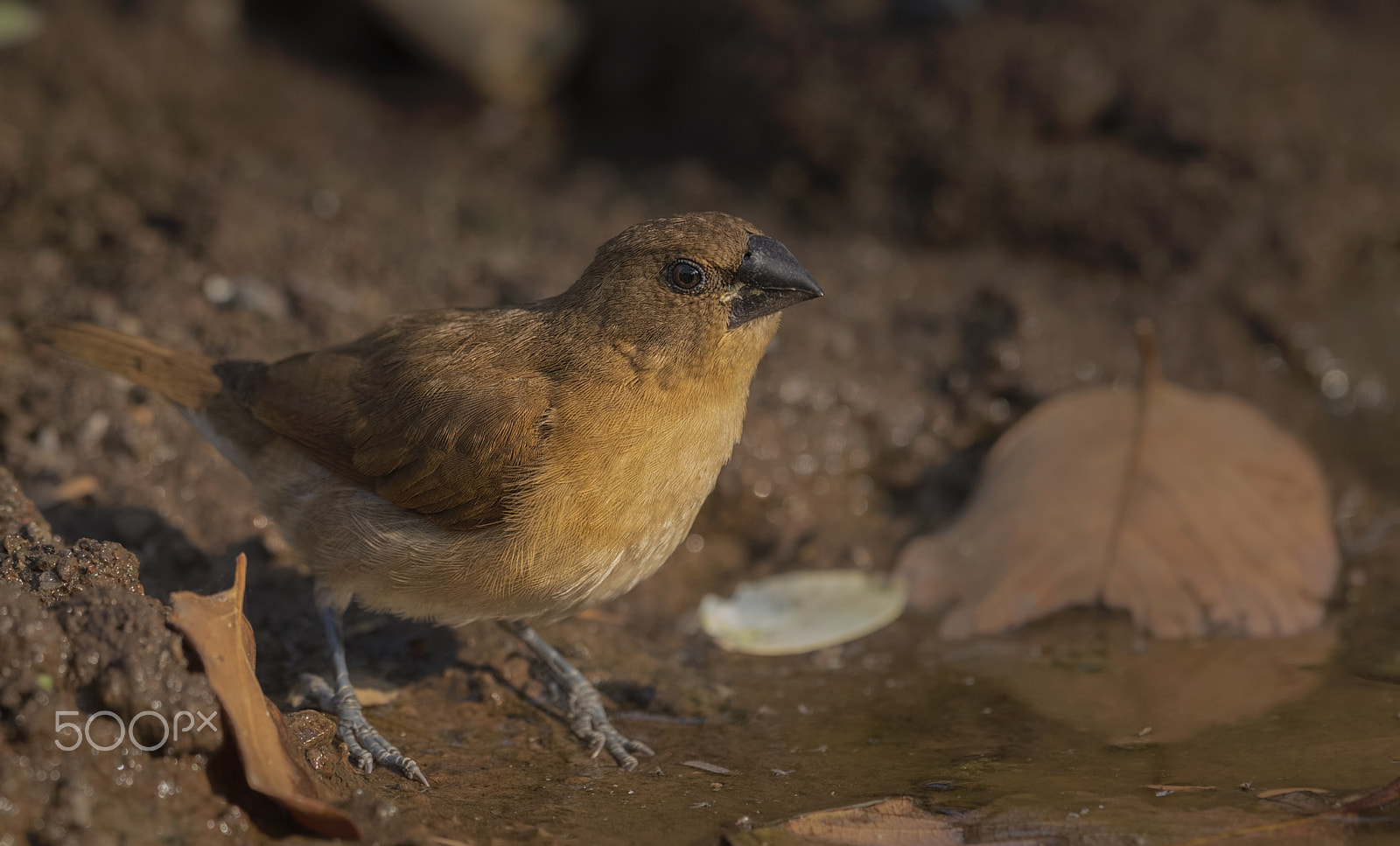 Nikon D750 + Nikon AF-S Nikkor 500mm F4G ED VR sample photo. Scaly-breasted munia photography