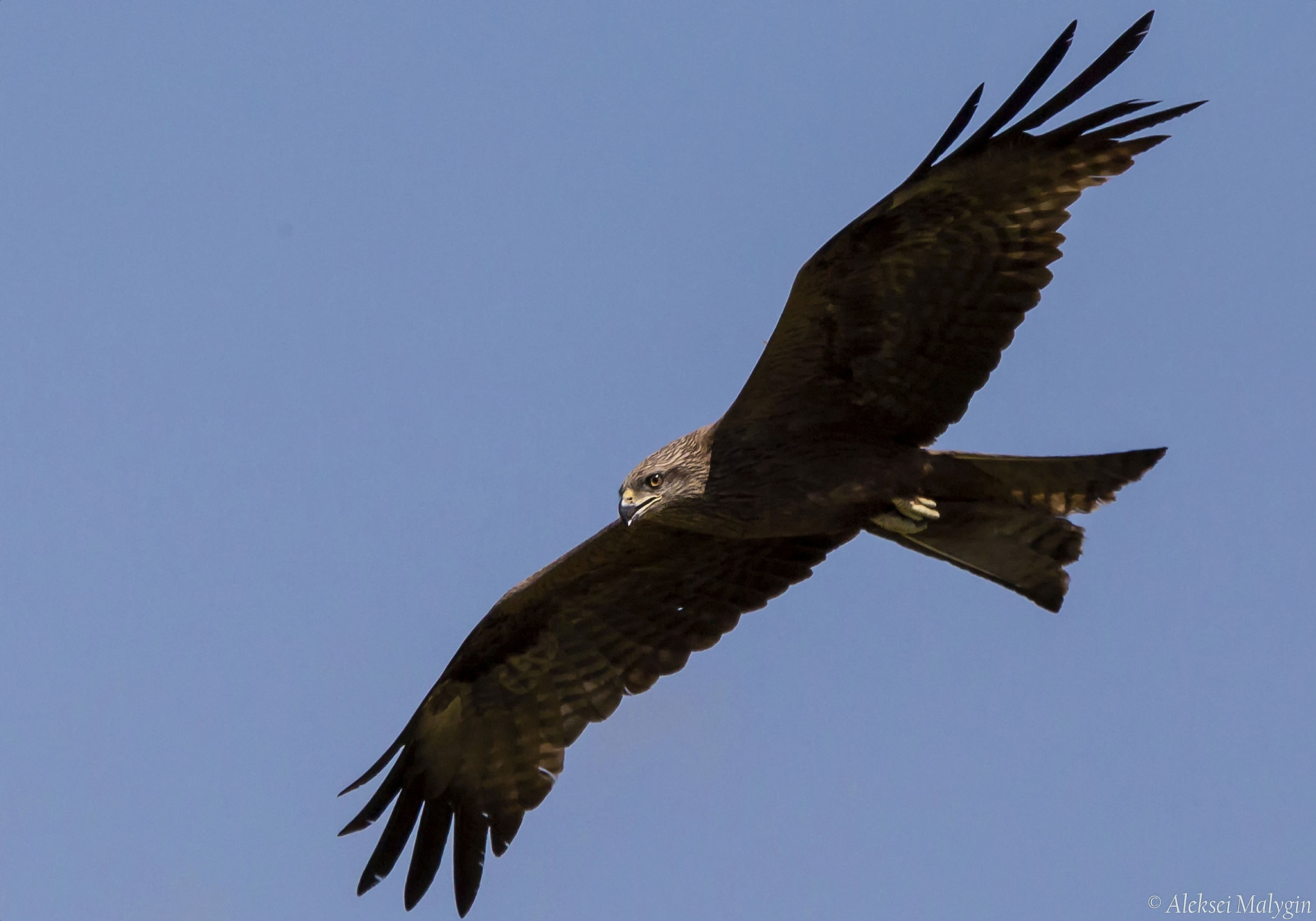 Sigma 150-500mm F5-6.3 DG OS HSM sample photo. Black kite at work photography
