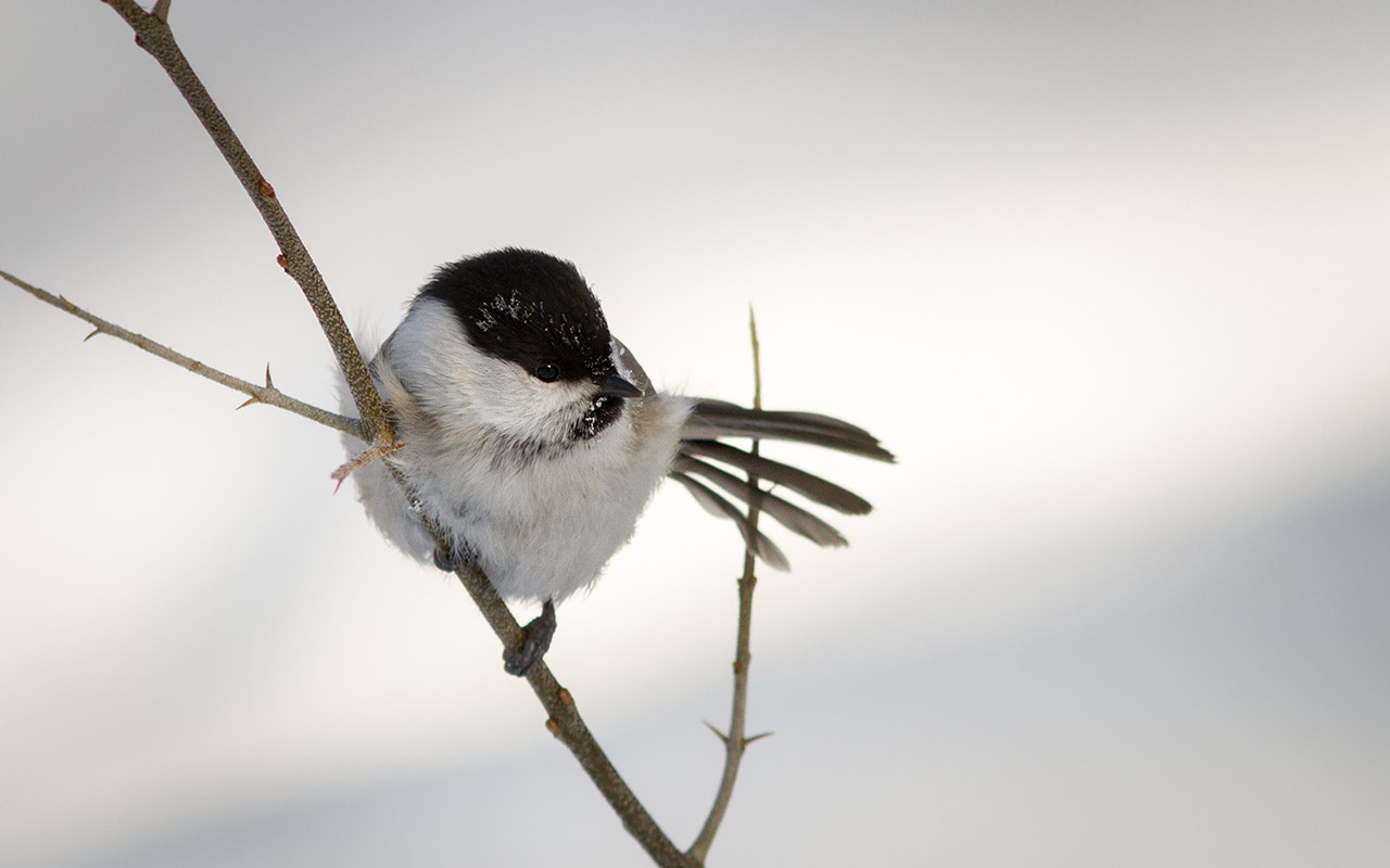 Canon EOS 7D + Canon EF 300mm F4L IS USM sample photo. Пухляк photography