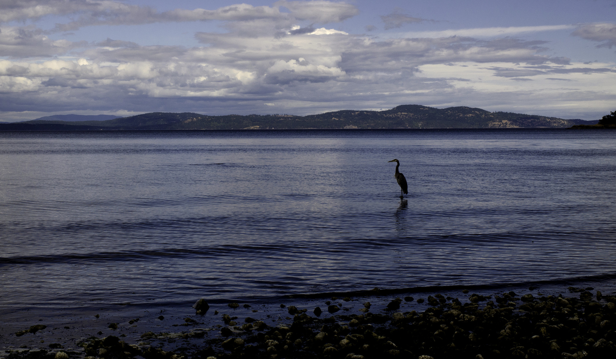 Nikon D7000 + Nikon AF-S Nikkor 35mm F1.4G sample photo. Great blue heron photography