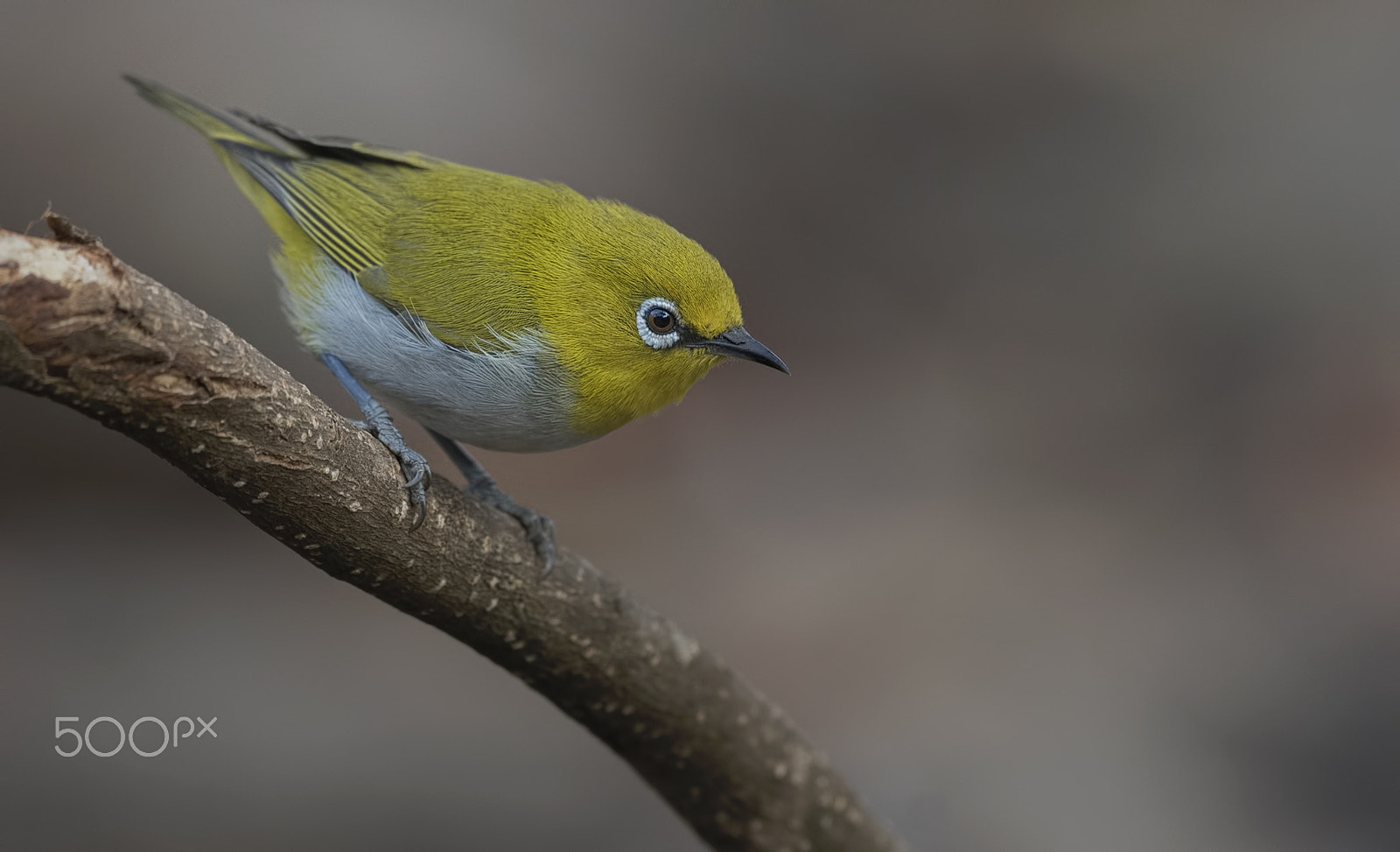 Nikon D750 + Nikon AF-S Nikkor 500mm F4G ED VR sample photo. Oriental white-eye photography